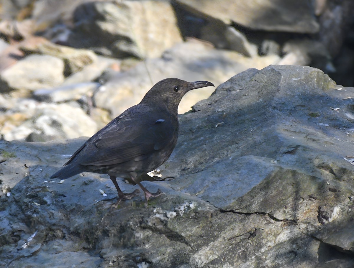 Long-billed Thrush - ML615202343