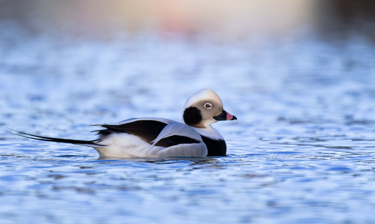 Long-tailed Duck - Matti Rekilä