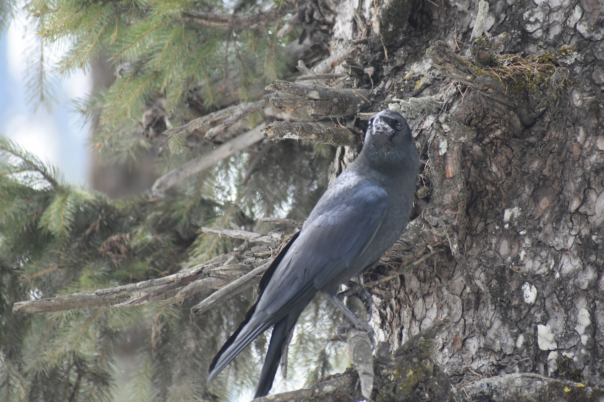 Large-billed Crow - ML615202376