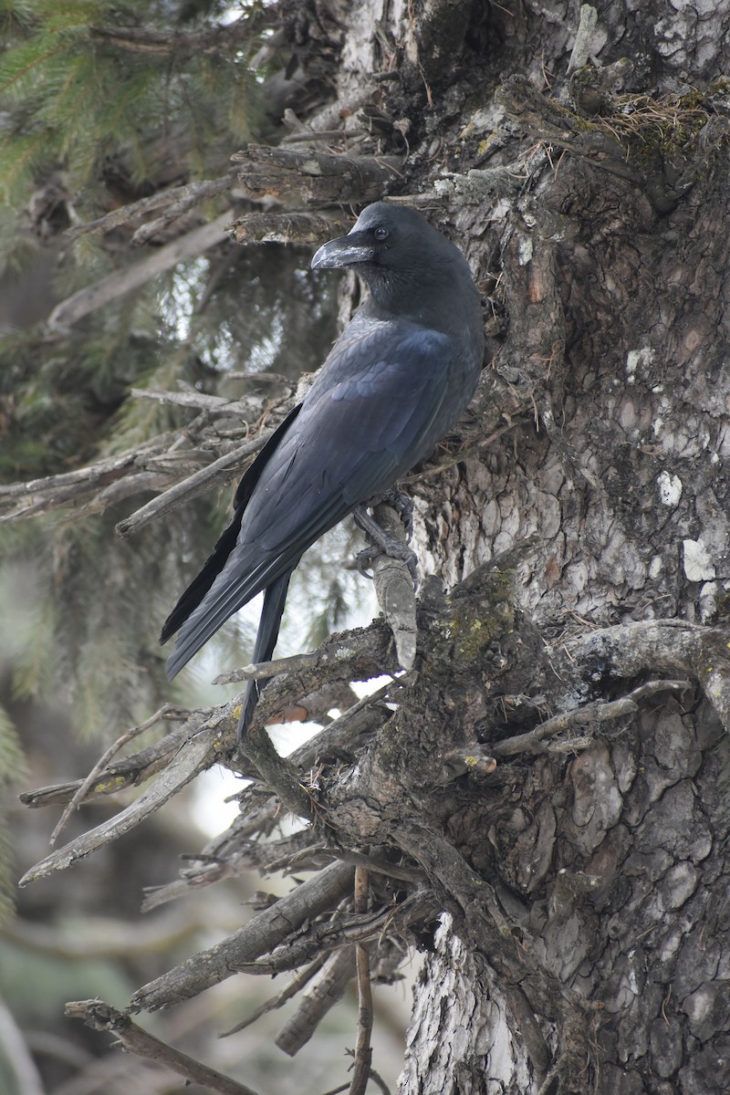 Large-billed Crow - ML615202383