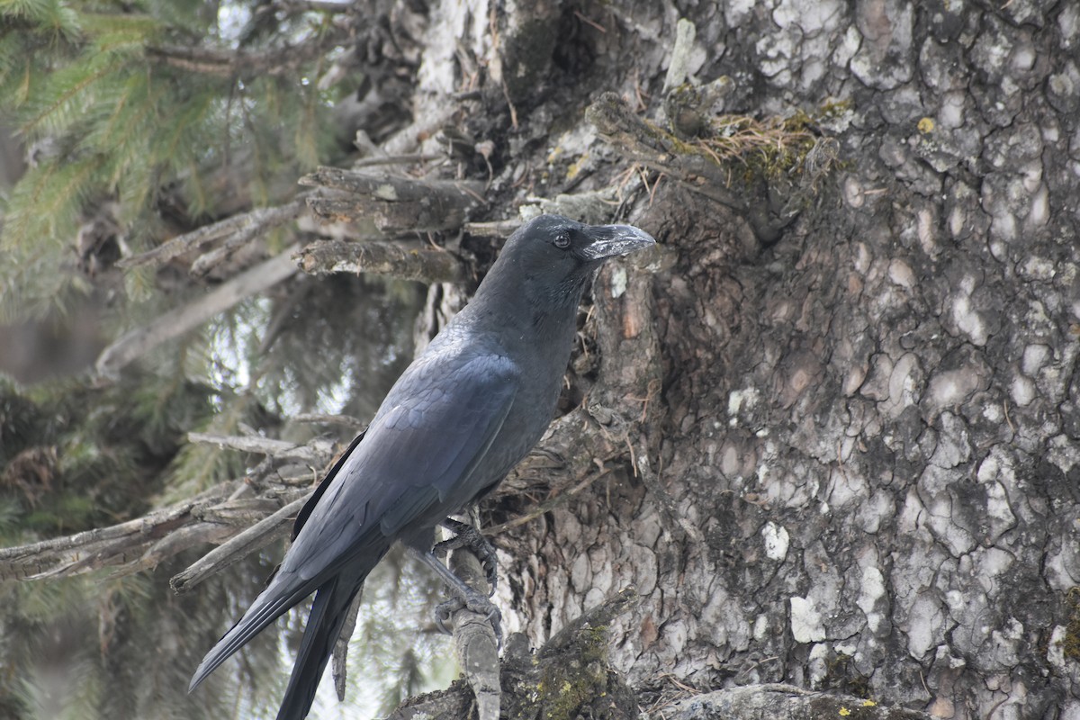 Large-billed Crow - ML615202384