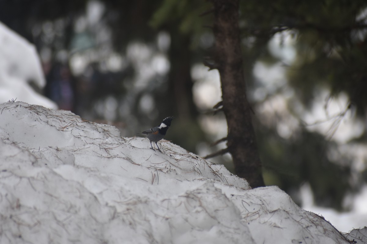 Coal Tit (Black-crested) - ML615202391