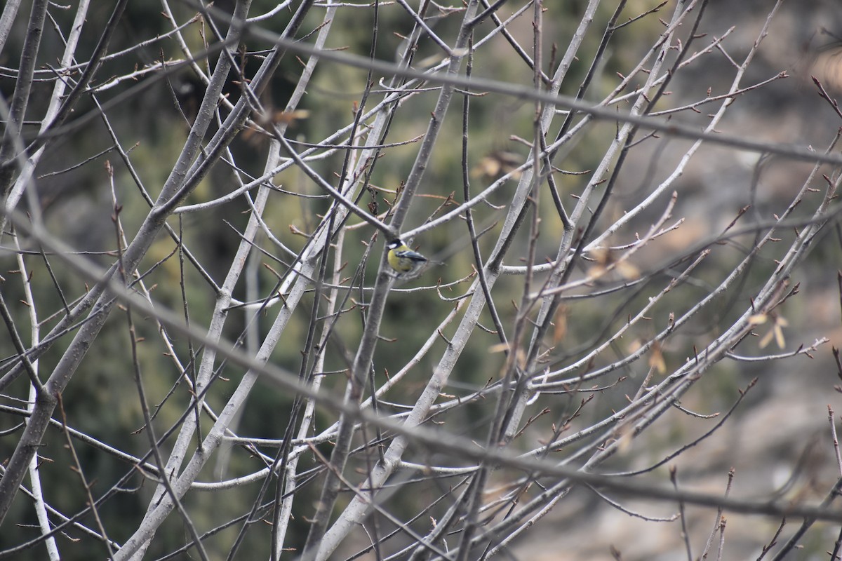 Green-backed Tit - ML615202405