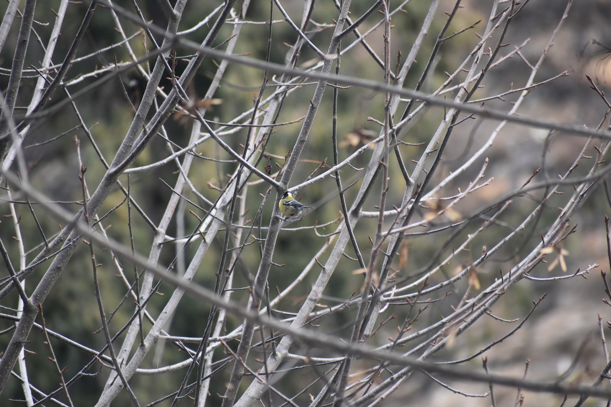 Green-backed Tit - ML615202407