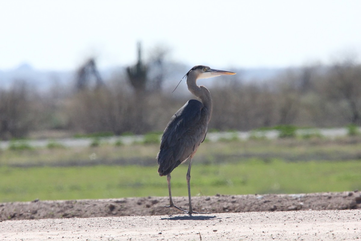 Great Blue Heron - ML615202409