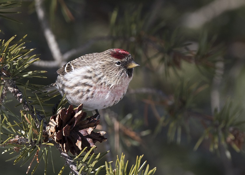 Redpoll (Common) - ML615202435