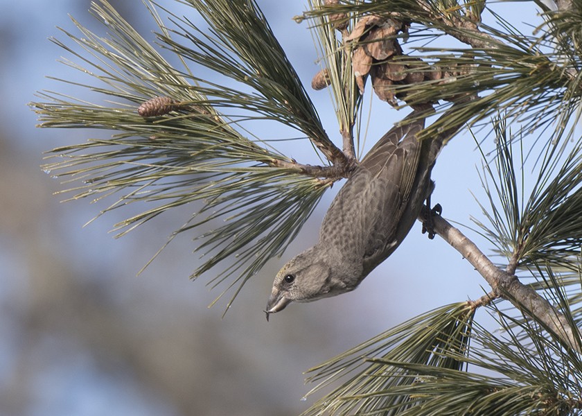 Red Crossbill - ML615202443