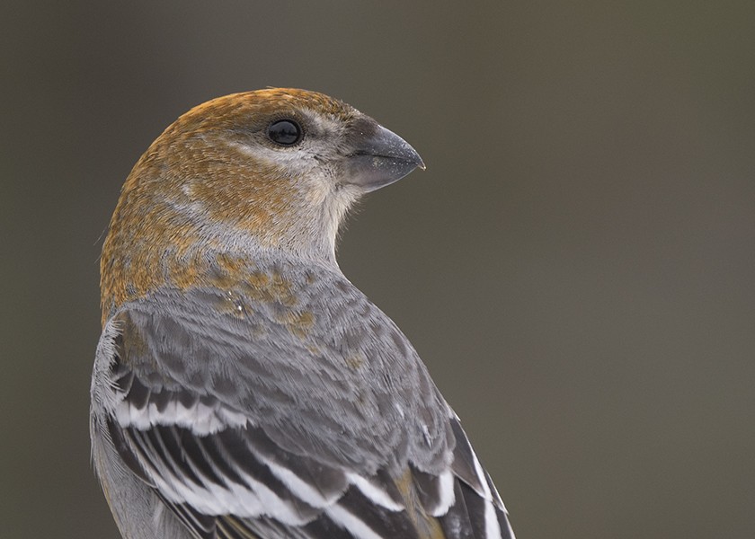 Pine Grosbeak - ML615202457