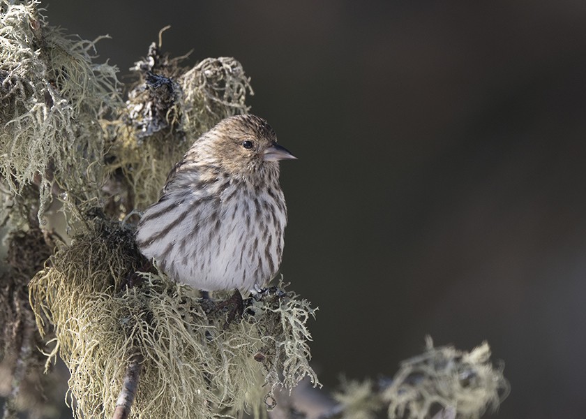 Pine Siskin - ML615202458