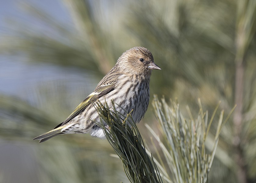 Pine Siskin - ML615202462