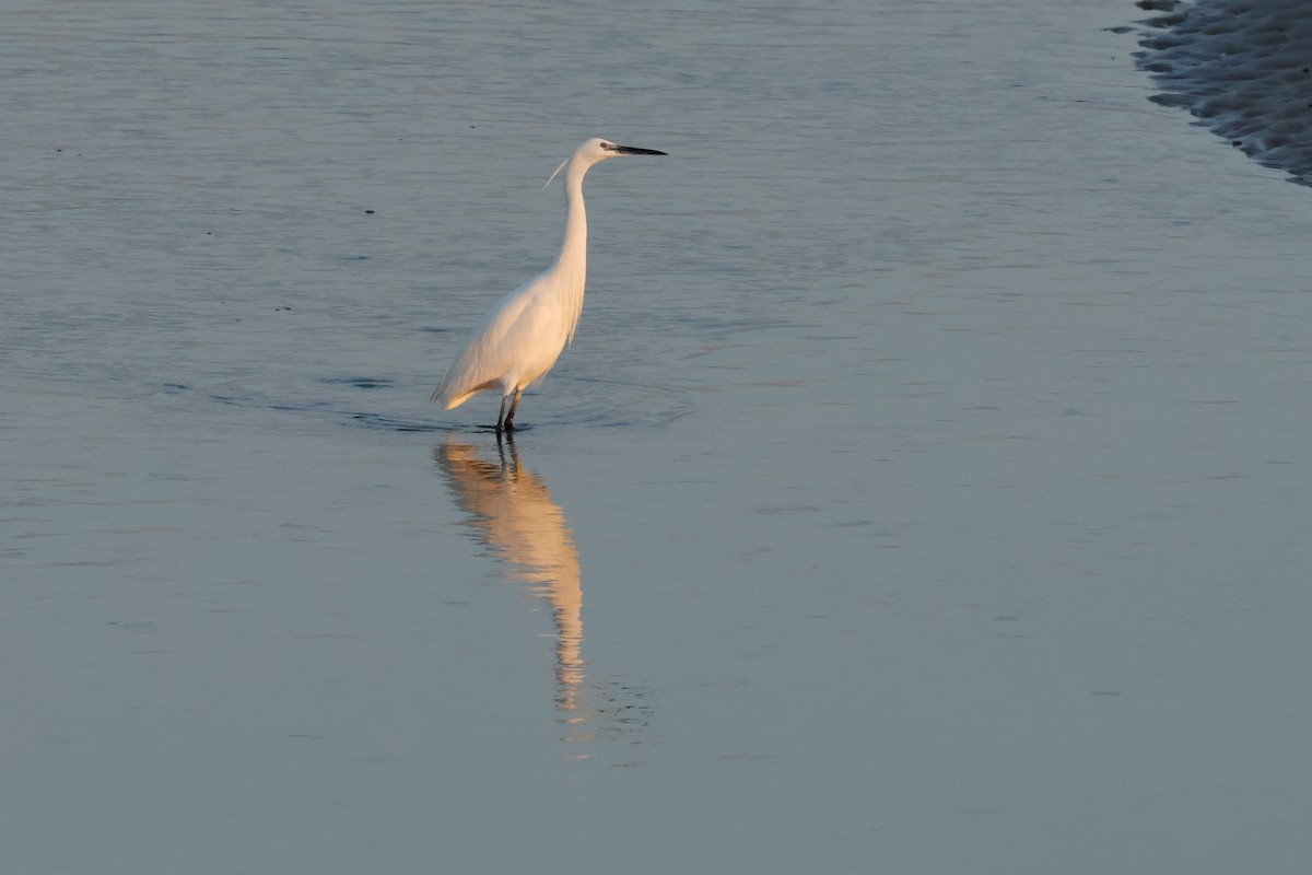 Great Egret - ML615202466