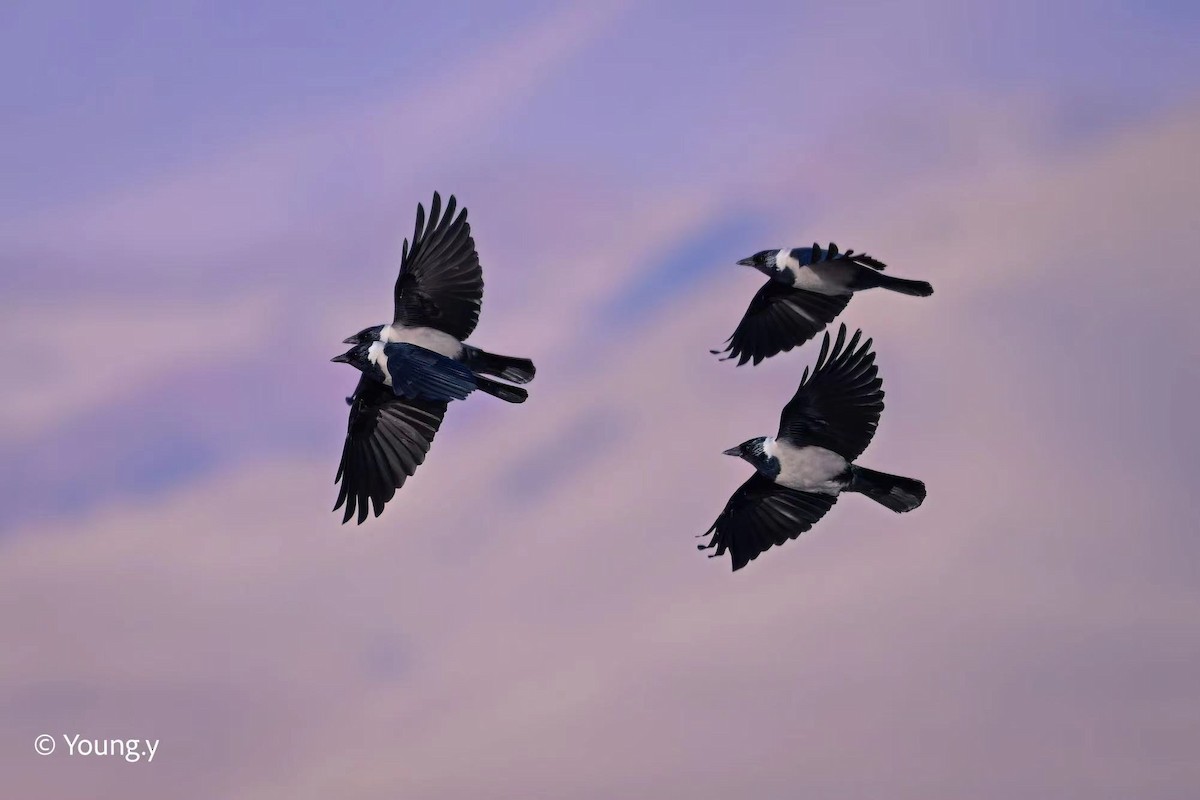 Daurian Jackdaw - Young Y