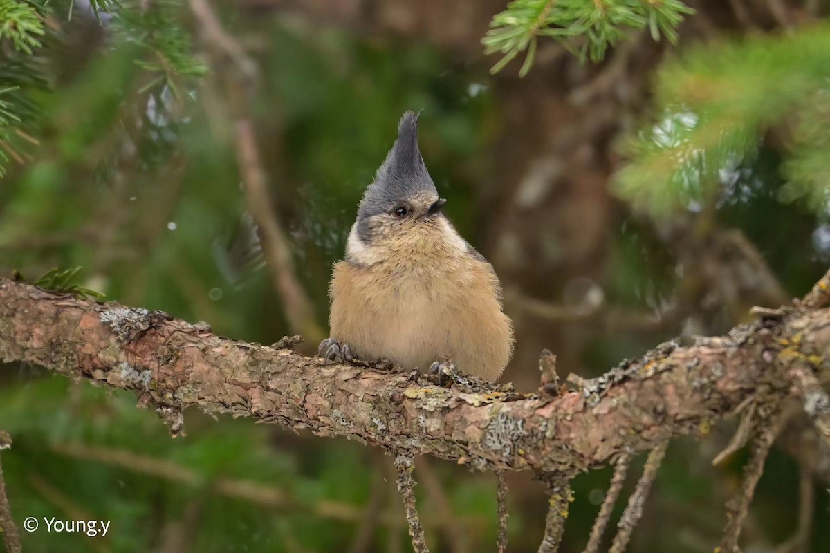 Gray-crested Tit - ML615202483