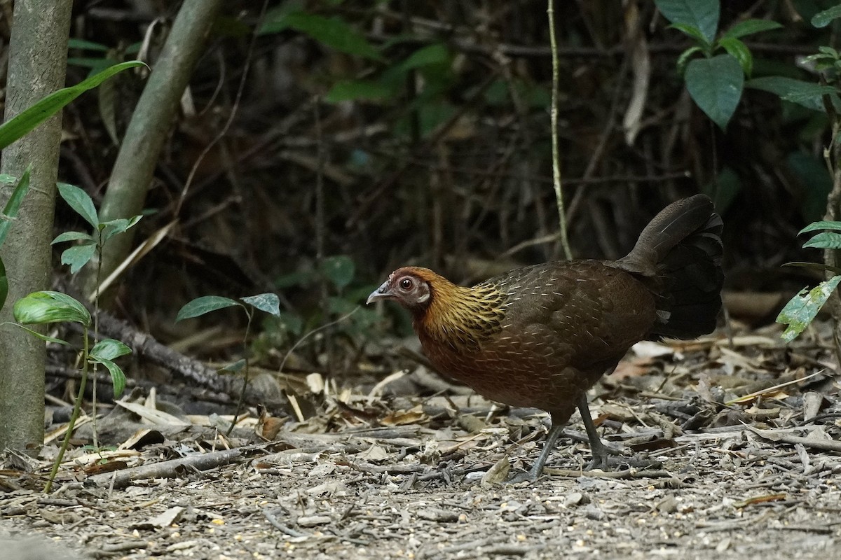 Red Junglefowl - ML615202558