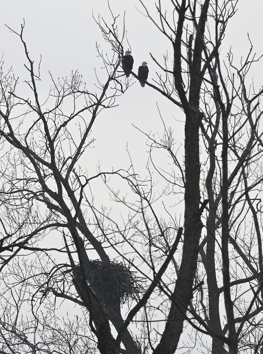 Bald Eagle - ML615202564