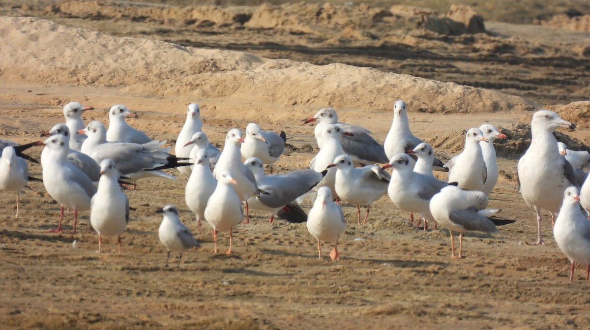 Slender-billed Gull - ML615202572