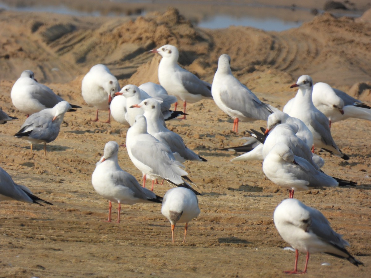 Brown-headed Gull - ML615202591