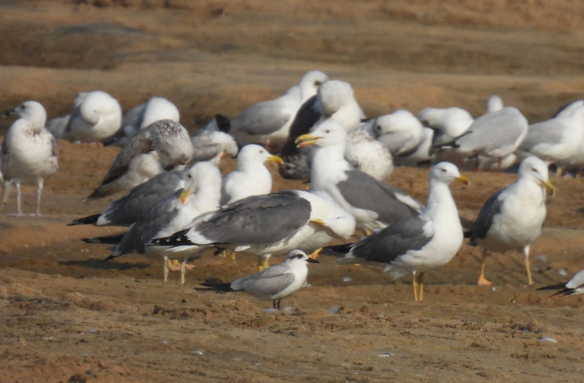 Lesser Black-backed Gull - ML615202596