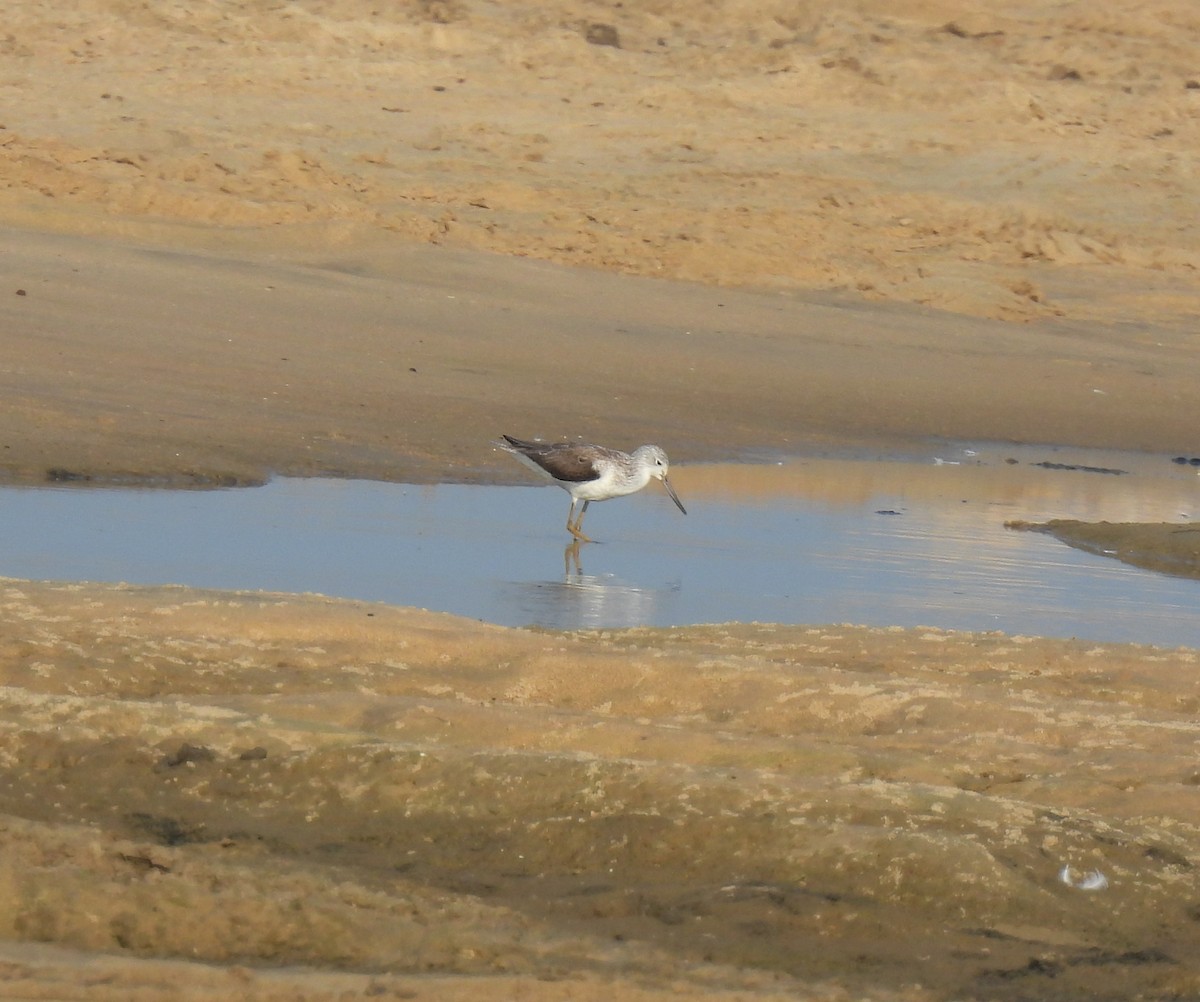 Common Greenshank - ML615202602