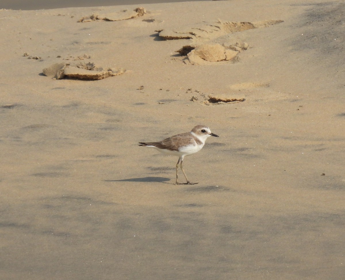 Kentish Plover - ML615202624