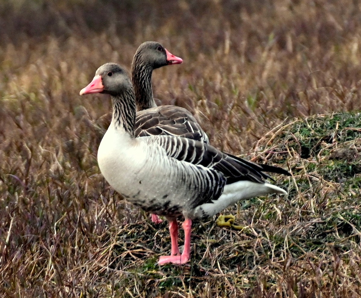 Graylag Goose - ML615202669