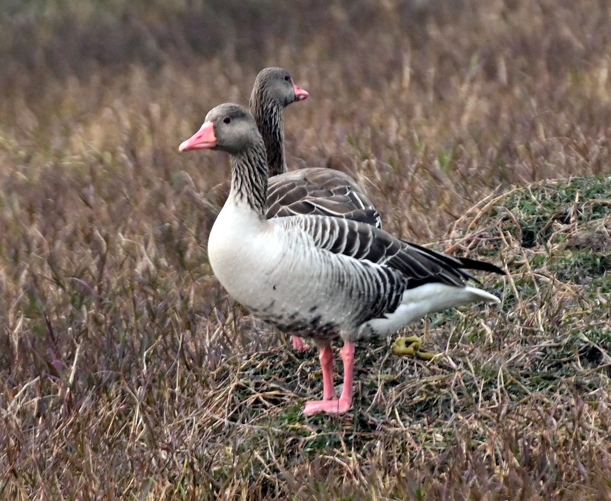 Graylag Goose - ML615202670