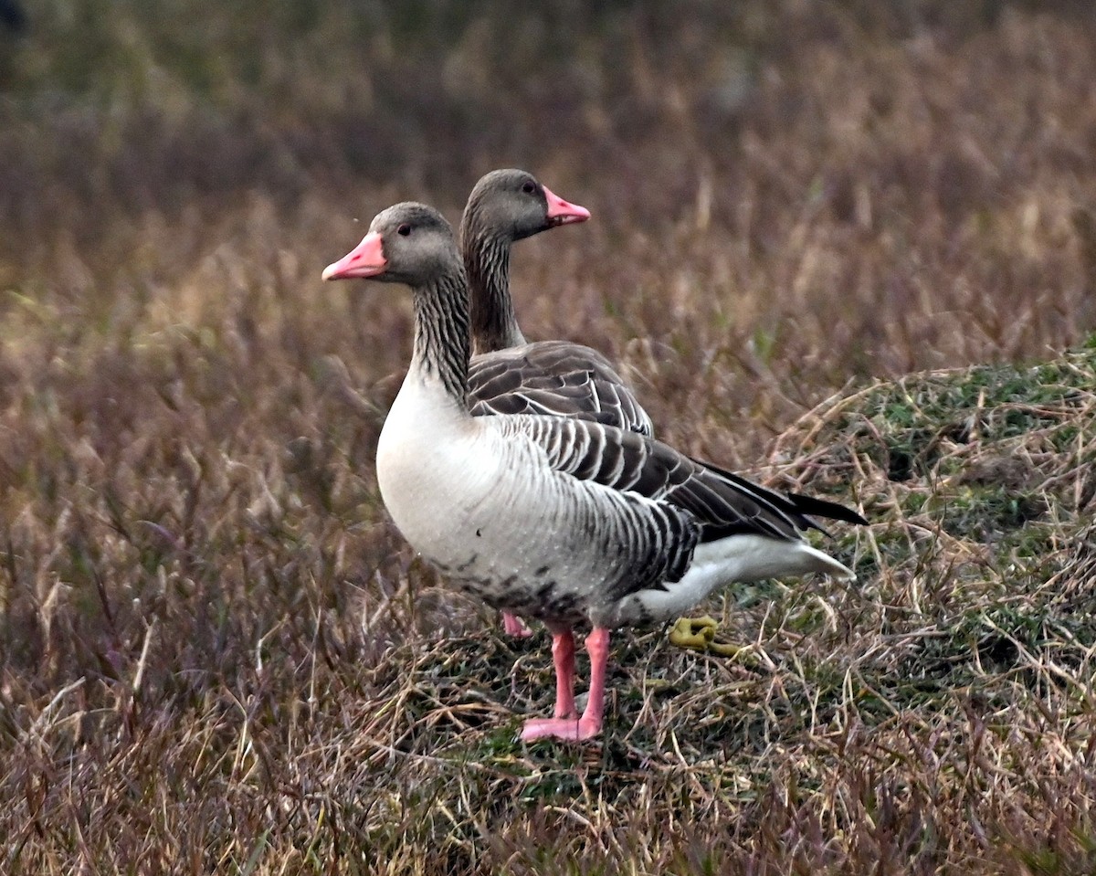 Graylag Goose - ML615202671