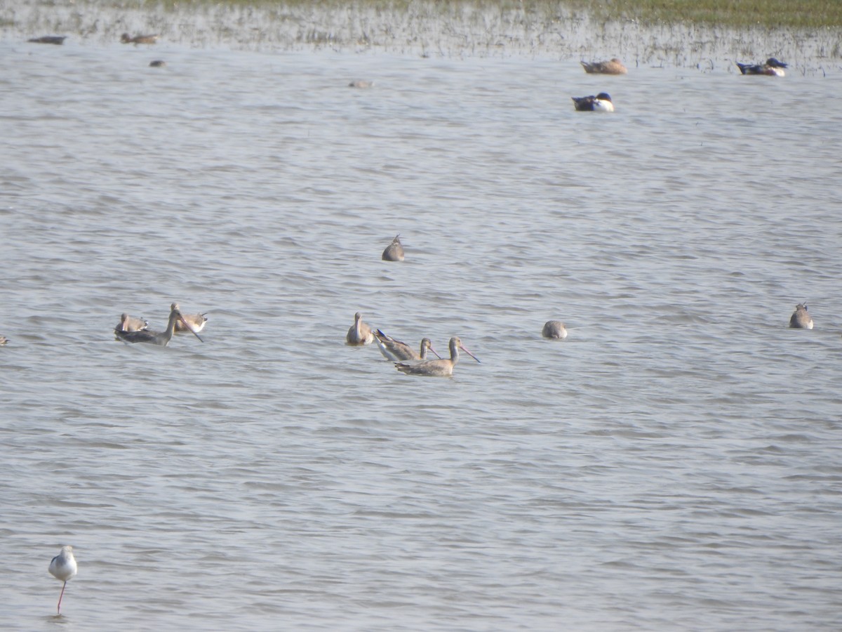 Black-tailed Godwit - ML615202711