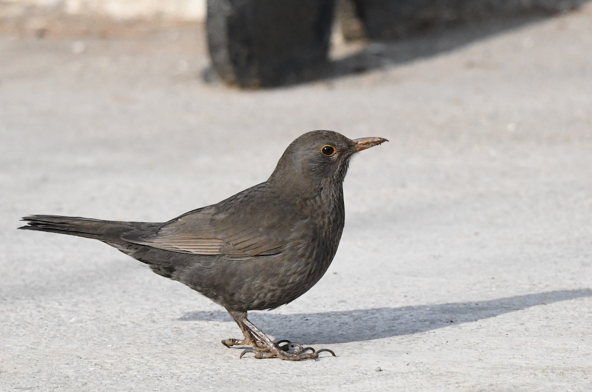 Eurasian Blackbird - ML615202712