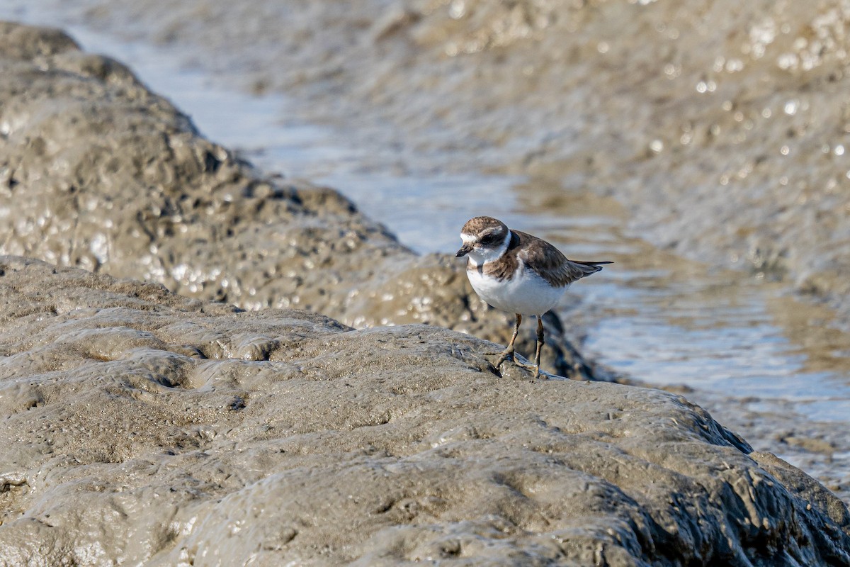 Semipalmated Plover - ML615202767