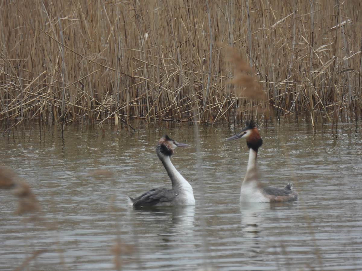 Great Crested Grebe - Mike Coulson