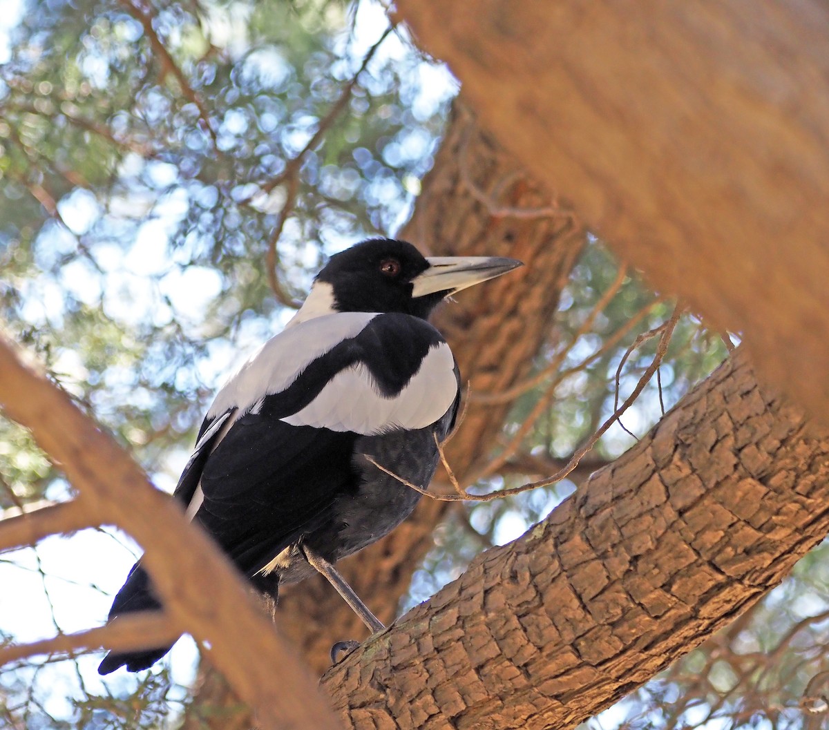 Australian Magpie - Steve Law