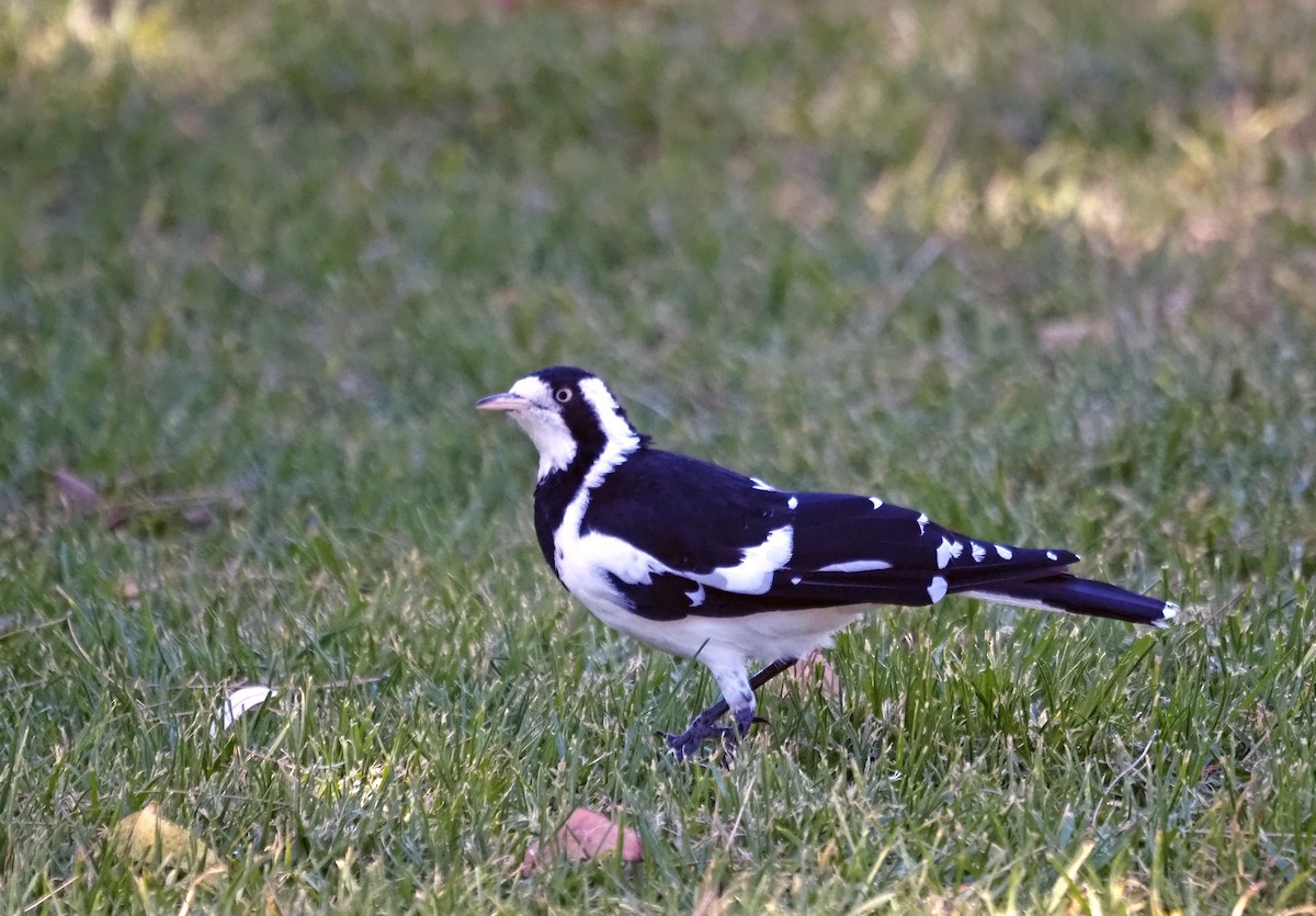 Magpie-lark - Steve Law