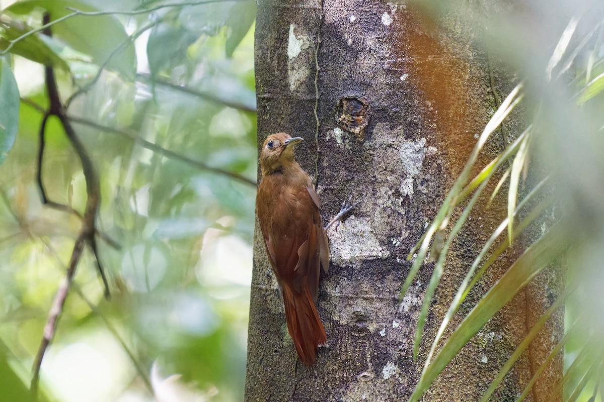 White-chinned Woodcreeper - Holger Teichmann