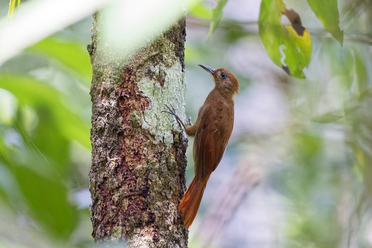 White-chinned Woodcreeper - ML615202871