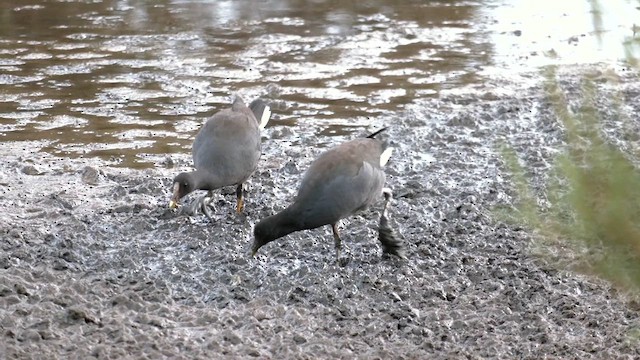 Dusky Moorhen - ML615202893