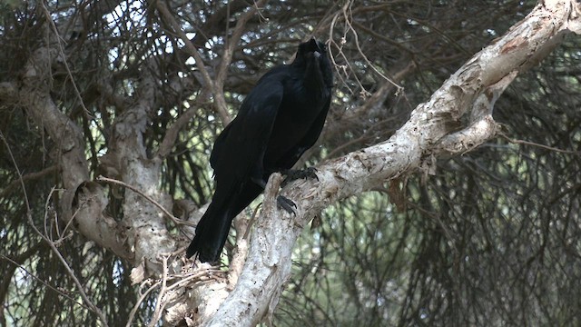 Australian Raven - ML615202894