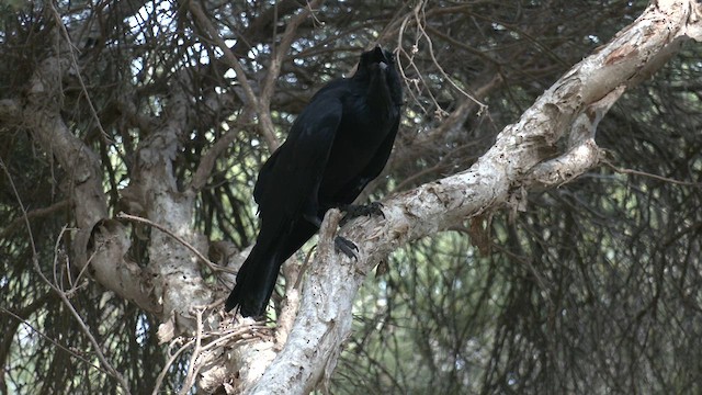 Australian Raven - ML615202894