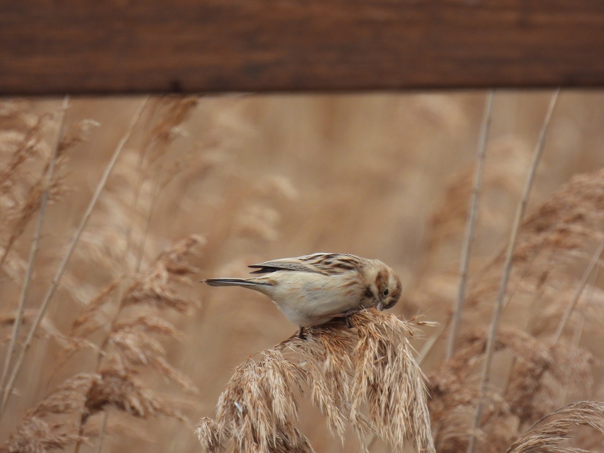 Pallas's Bunting - Mike Coulson