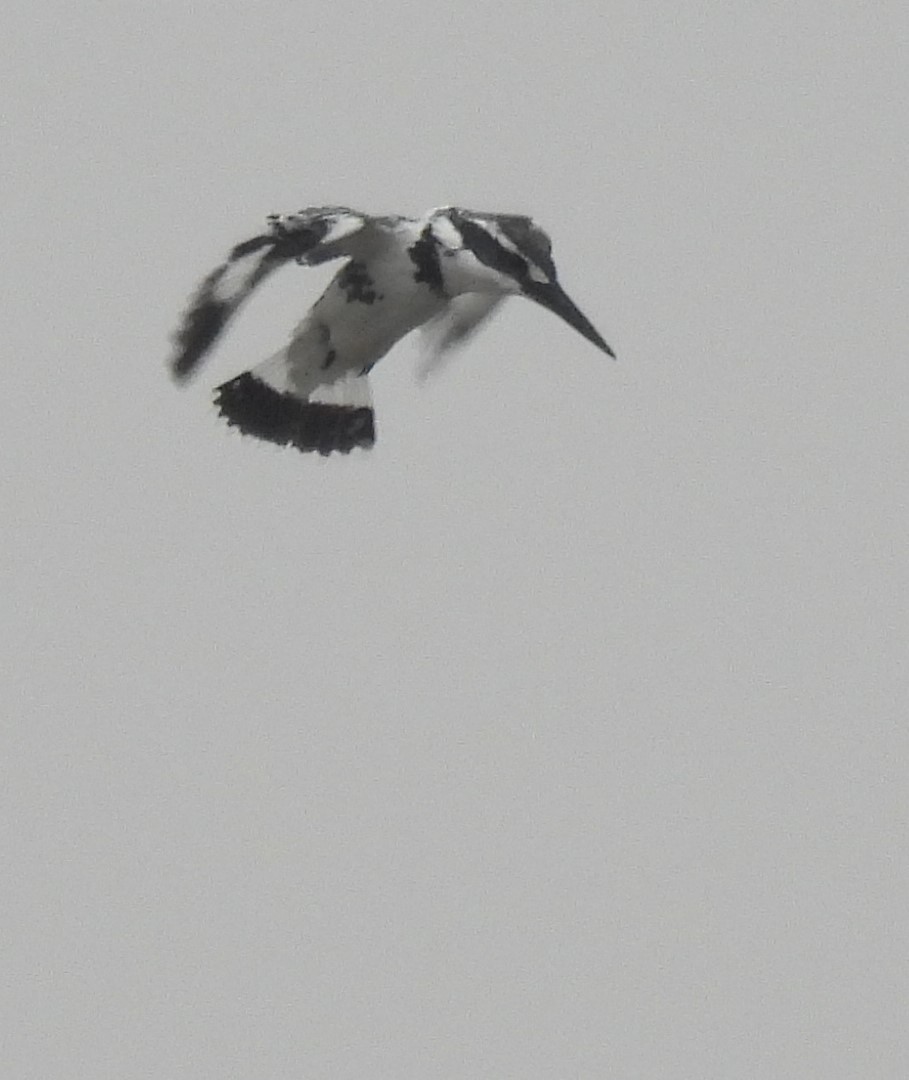 Pied Kingfisher - Mike Coulson