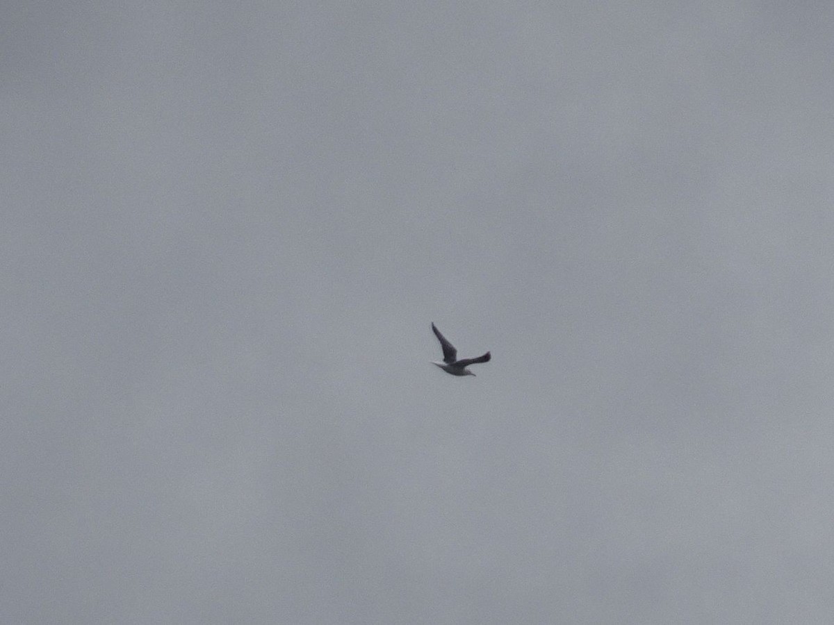 Lesser Black-backed Gull - ML615202923