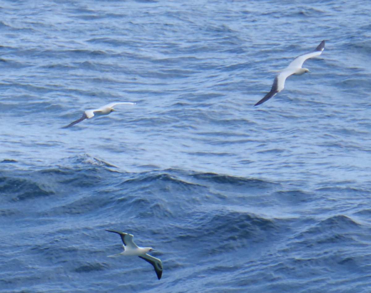 Red-footed Booby - ML615202955