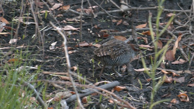 Buff-banded Rail - ML615202972