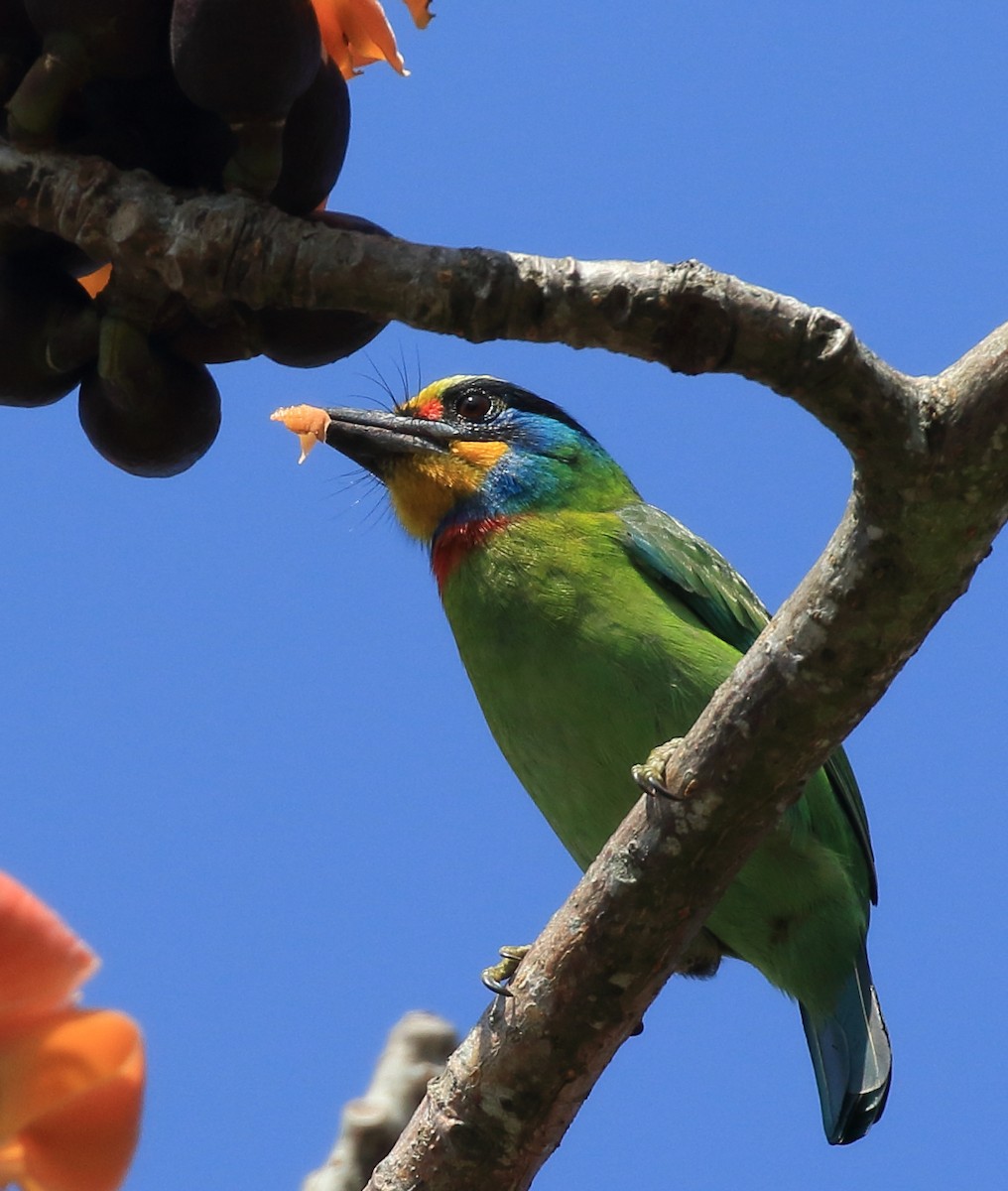 barbet tchajwanský - ML615203021