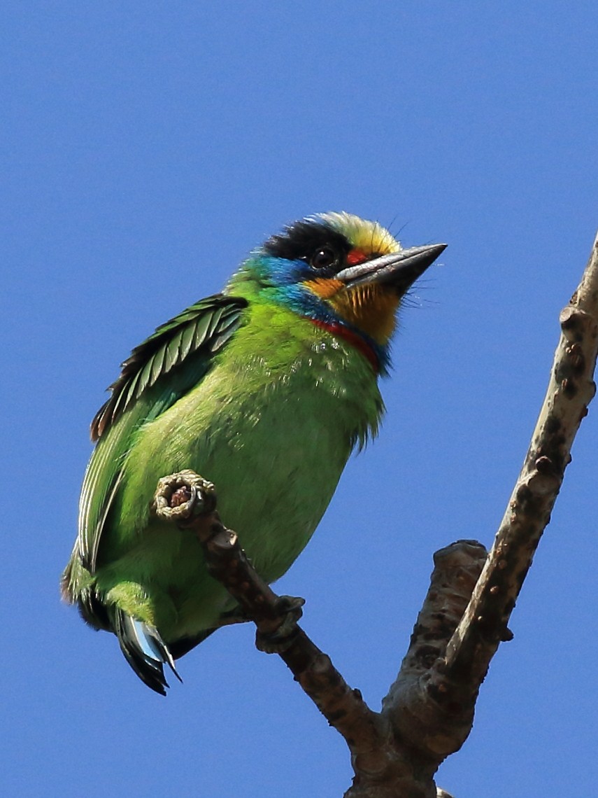 barbet tchajwanský - ML615203022