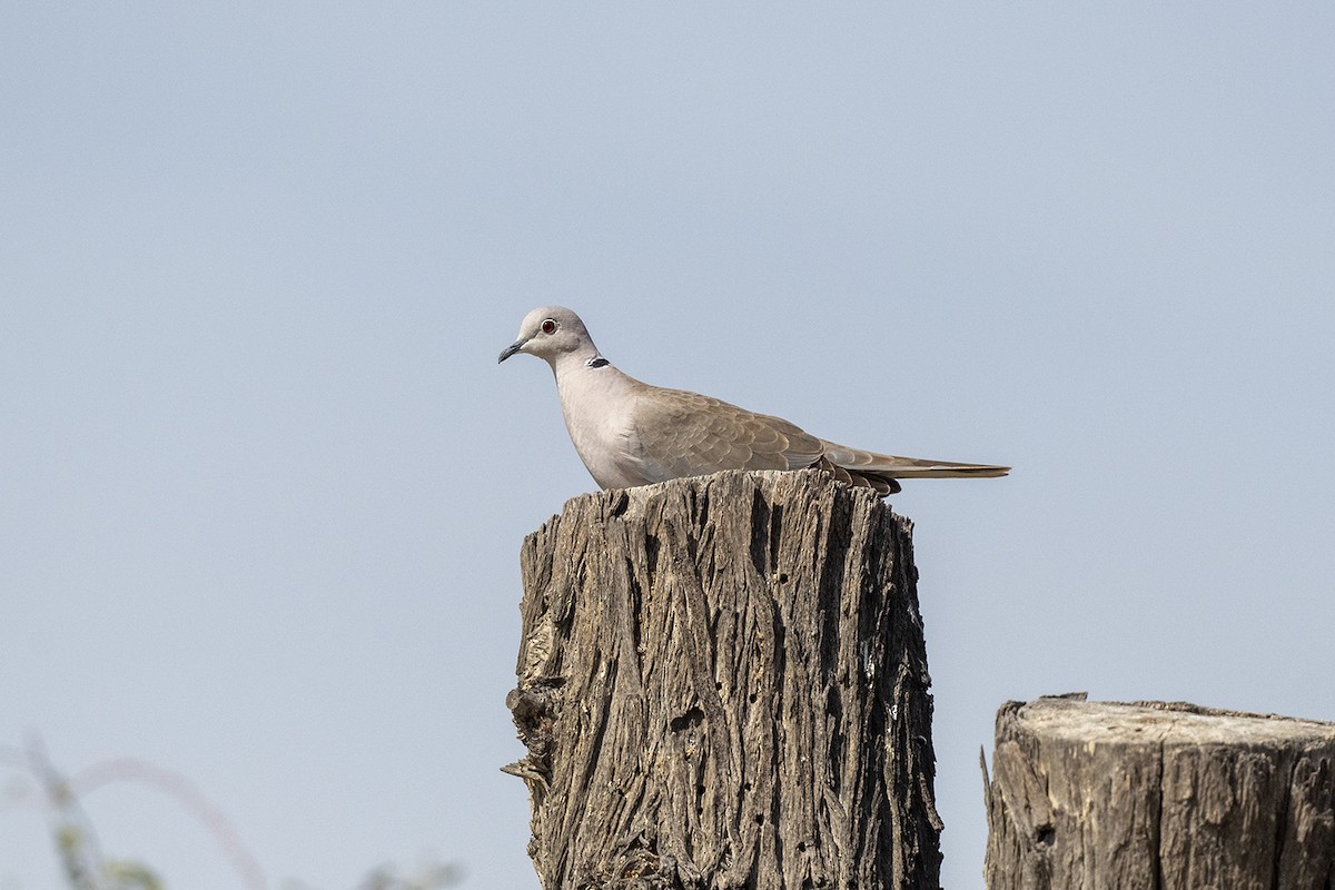 Eurasian Collared-Dove - Mehmet ertan Tiryaki