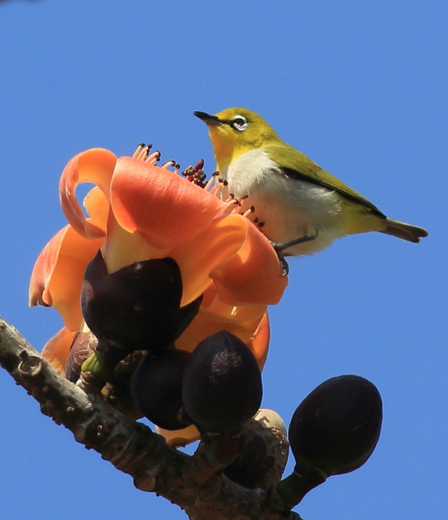 Swinhoe's White-eye - ML615203043