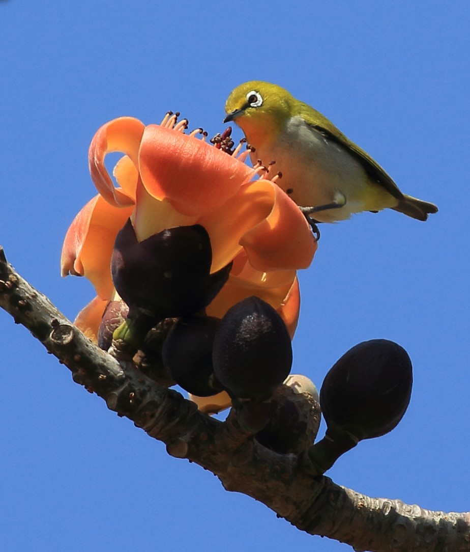 Swinhoe's White-eye - ML615203044