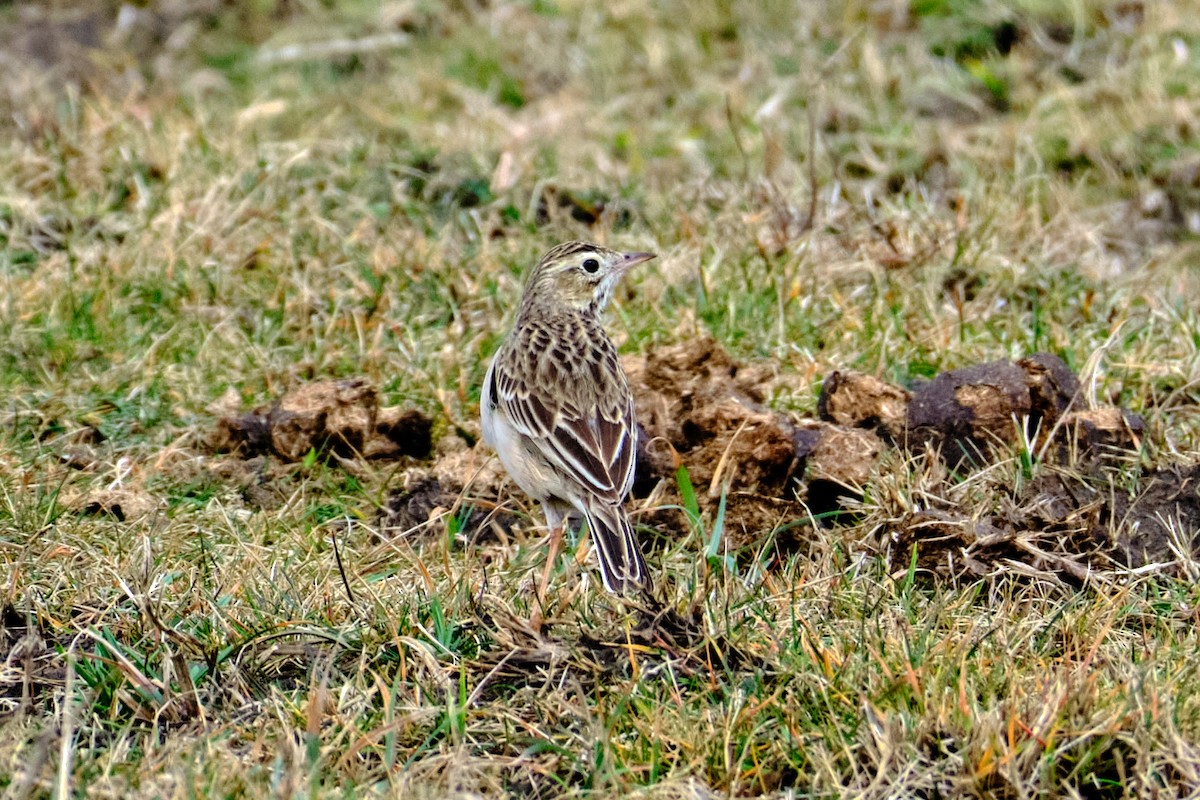 Richard's Pipit - Bernardo Montoya