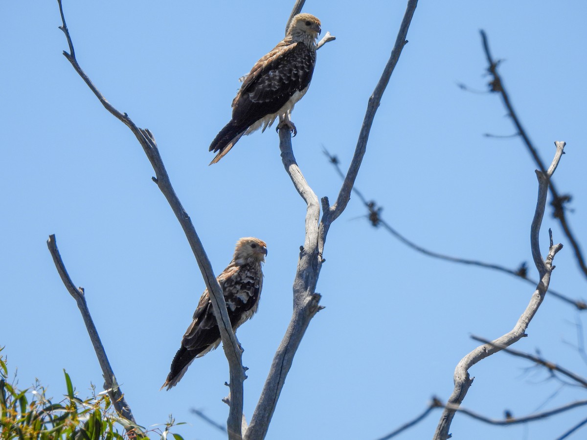 Whistling Kite - ML615203087